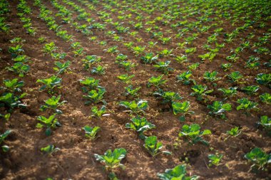 Sabah lahana fideleri, lahana çiftliği Phetchabun, Tayland