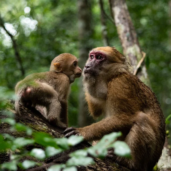 Portrait Singe Femelle Bébé Singe Dans Forêt — Photo