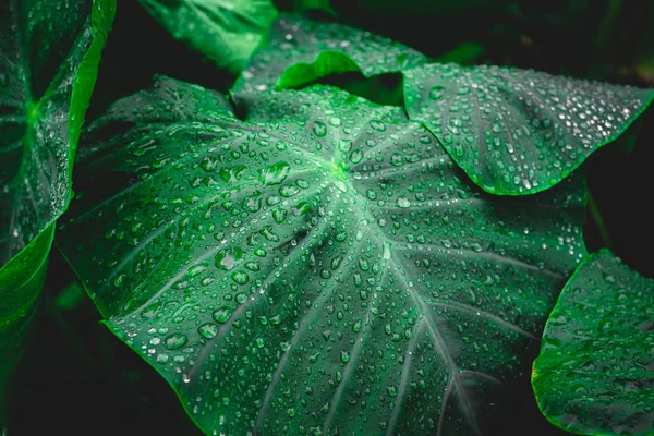 Färsk grön blad bakgrund. Naturlig bakgrund — Stockfoto