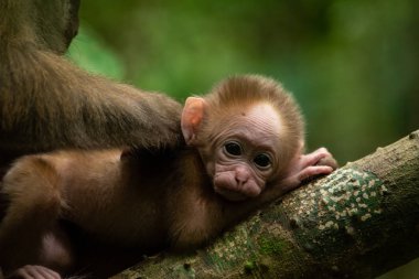 Fant Monkey giymiş şirin bir maymun portresi, Nat 'te yaşayan şirin bir maymun.
