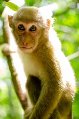 Sevimli maymun doğal bir ormanda yaşıyor
