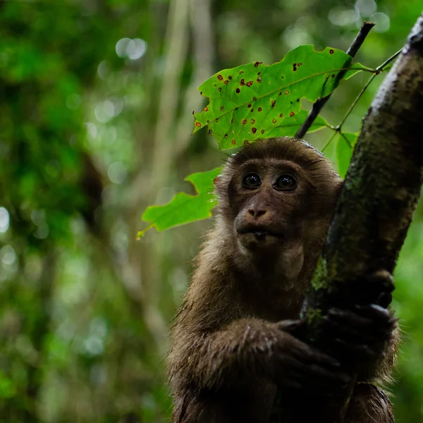 Macaco Bonito Vive Uma Floresta Natural — Fotografia de Stock