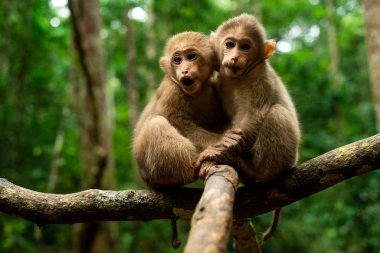 Doğal bir geçmişi olan bir dalda oturan maymunlar.