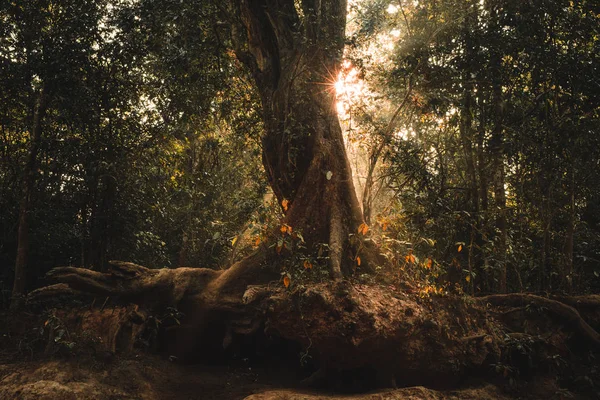 Φύση Τοπίο Ηλιόλουστο Νοέμβριο Όμορφη Ταϊλάνδη Δάσος Στην Ανατολή Φθινόπωρο — Φωτογραφία Αρχείου