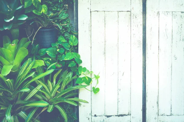 Piękne vintage białe okna i rośliny przyrody w doniczkach z c — Zdjęcie stockowe