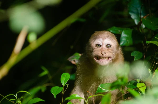 Bonito macaco bebê sorridente na floresta natural — Fotografia de Stock