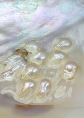 İstiridye kabuğu inci boncuklar