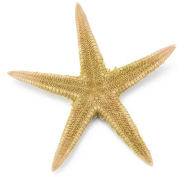 Seastar, beyaz arka plan üzerinde izole.