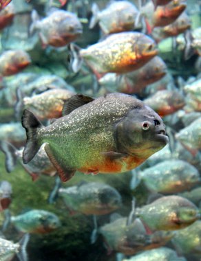 kırmızı karınlı piranha sualtı Yüzme
