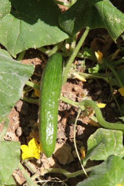 taze organik salatalık 