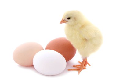 Sevimli civciv ve yumurta