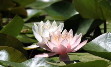 Güzel nilüfer çiçeği