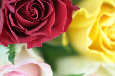 Renkli güzel güller