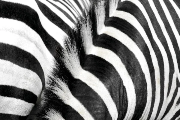 Zebra fur and mane — Stock Photo, Image