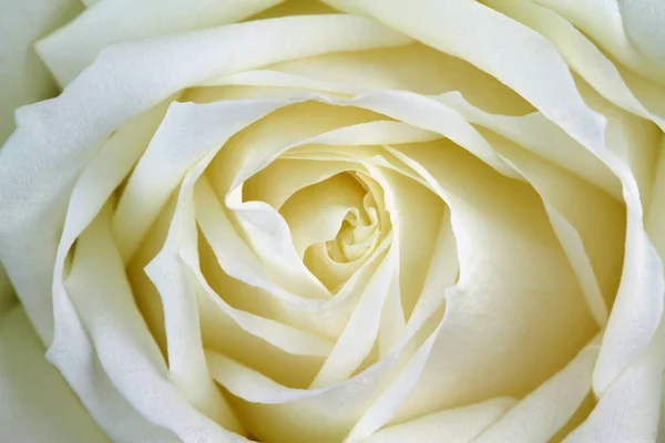 Beautiful white rose — Stock Photo, Image