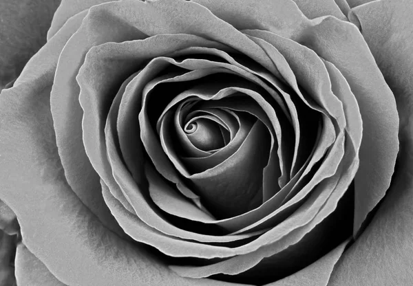 Nádherná růže, Bw. — Stock fotografie