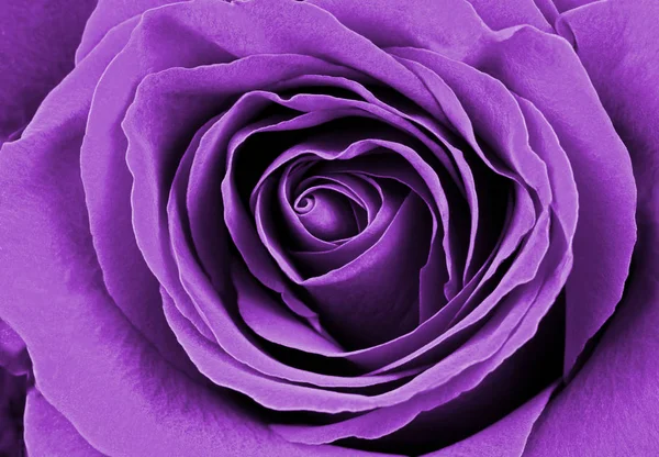 Hermosa rosa morada — Foto de Stock