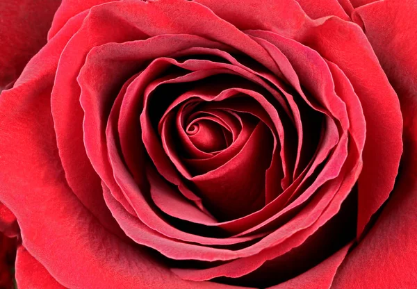 Smuk rød rose . - Stock-foto