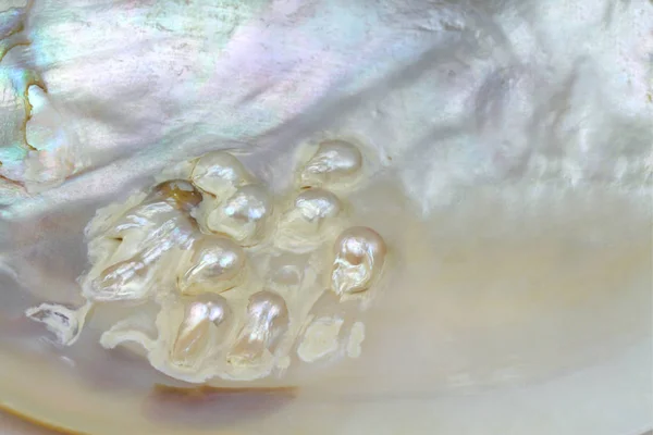 カキ殻の真珠ビーズ — ストック写真