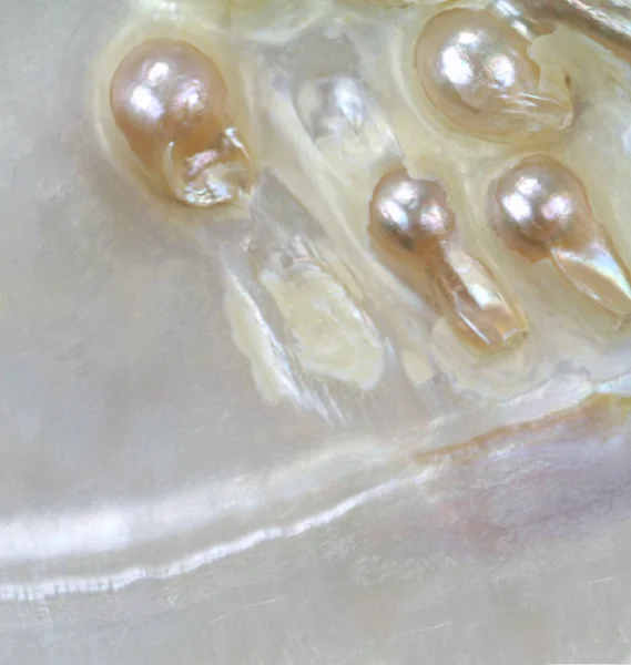Perlen in Austernschale — Stockfoto