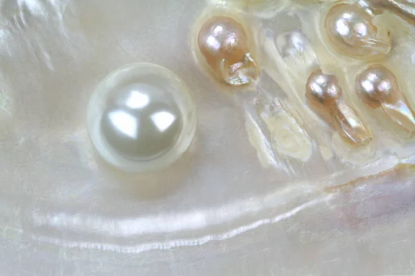 Echte Perle in einer Muschel — Stockfoto