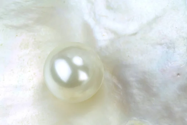 Real pearl in a sea shell — Stock Photo, Image