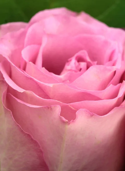Belle rose rose. — Photo