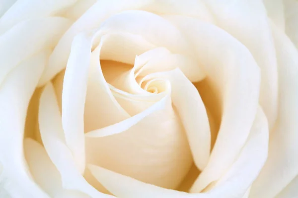 Krásná bílá růže — Stock fotografie