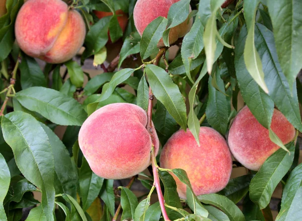 新鲜和美味的桃子 — 图库照片