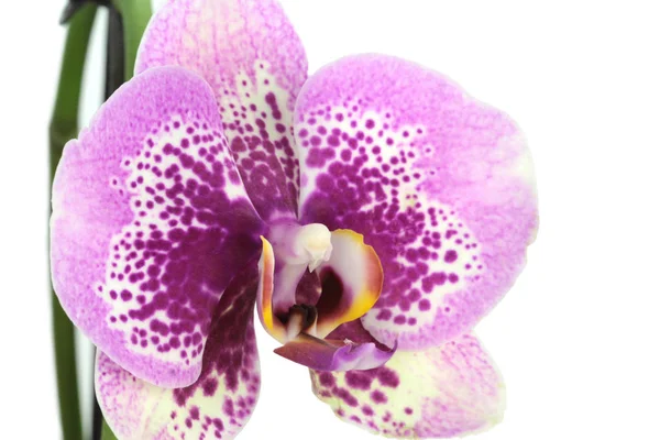 Mooie paarse orchid — Stockfoto