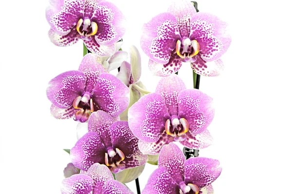 Belle orchidée pourpre — Photo