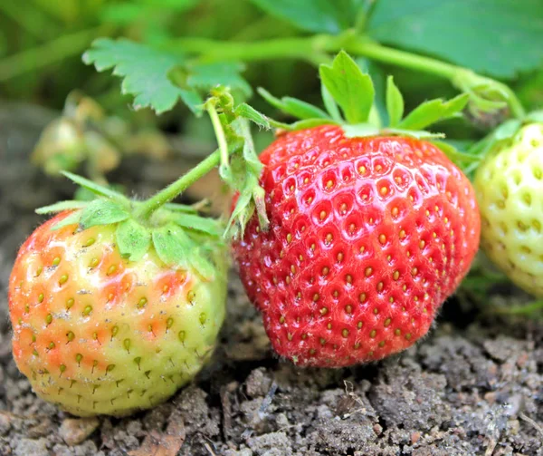 Zbliżenie świeżych organicznych truskawek — Zdjęcie stockowe