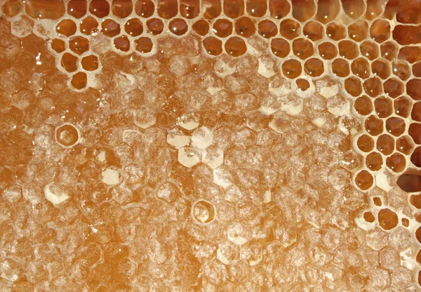 Přírodní mňam Honeycomb — Stock fotografie