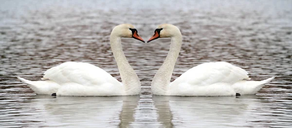 Due cigni sul lago — Foto Stock