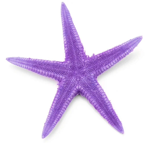 Purple color seastar — Stock Photo, Image
