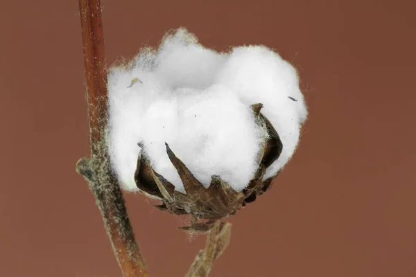 綿植物。マクロの画像. — ストック写真