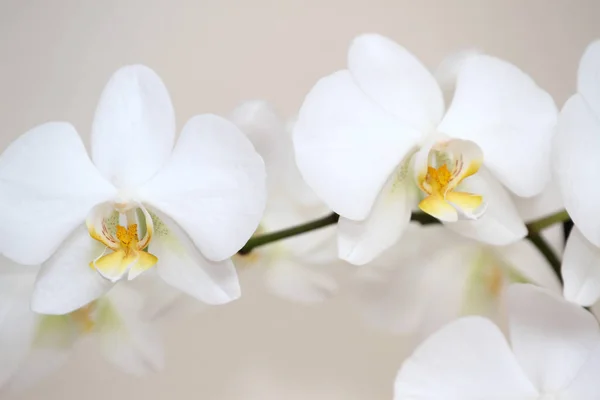 Hermosa orquídea blanca — Foto de Stock