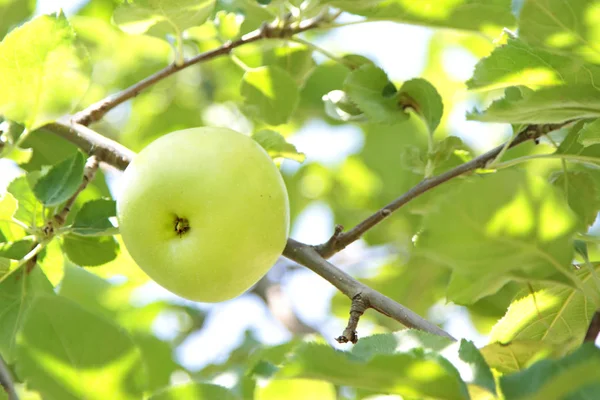 Grüner Bio-Apfel — Stockfoto