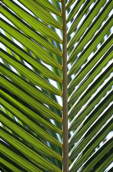 Folha de palma verde — Fotografia de Stock