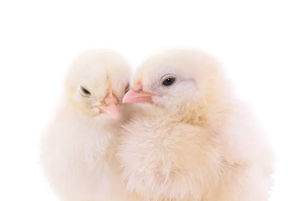 Gula söta kycklingar — Stockfoto