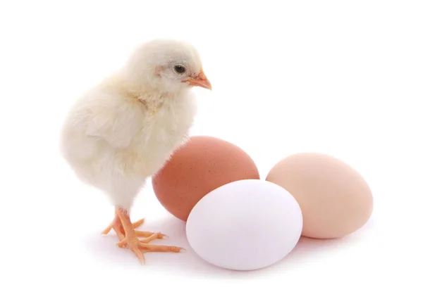 Cute chick and eggs — Stock Photo, Image