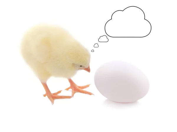 Pintainho bonito e ovo com balão pensando — Fotografia de Stock