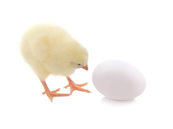 Cute chick and egg — Stock Photo, Image