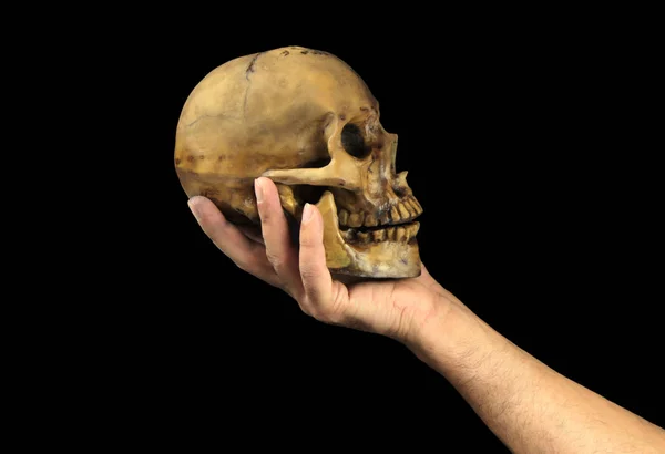 Holding human skull in hand. Conceptual image.( Shakespeare) — Stock Photo, Image