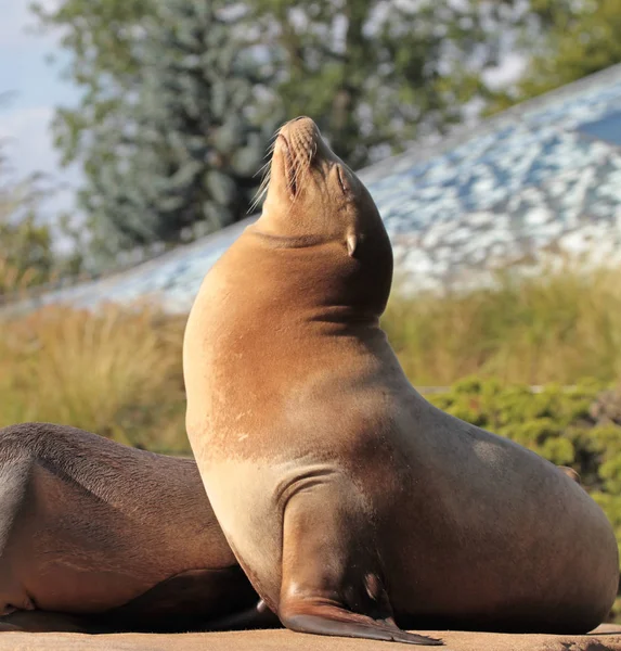 Niedlicher Seelöwe — Stockfoto