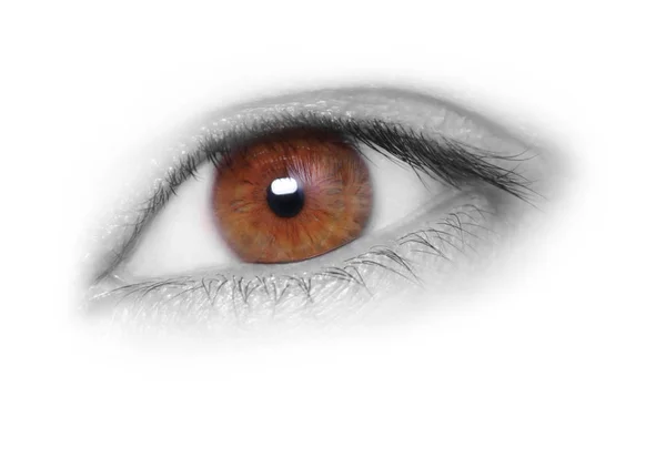 Krásné hnědé oko — Stock fotografie