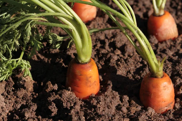 Zanahorias orgánicas frescas — Foto de Stock