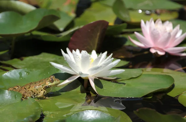 Hermosa flor de loto —  Fotos de Stock