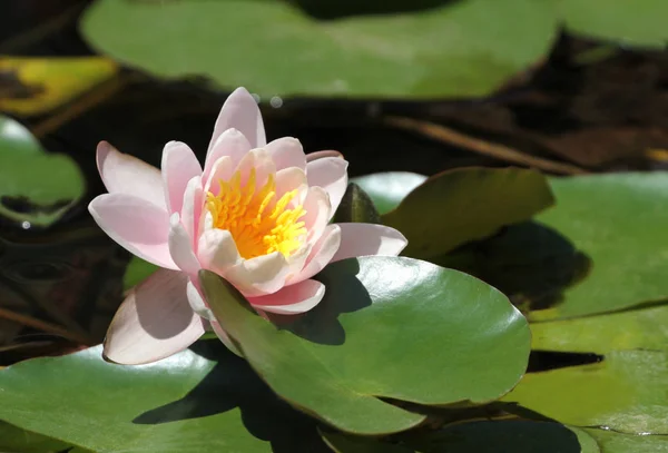 Красивый цветок лотоса — стоковое фото