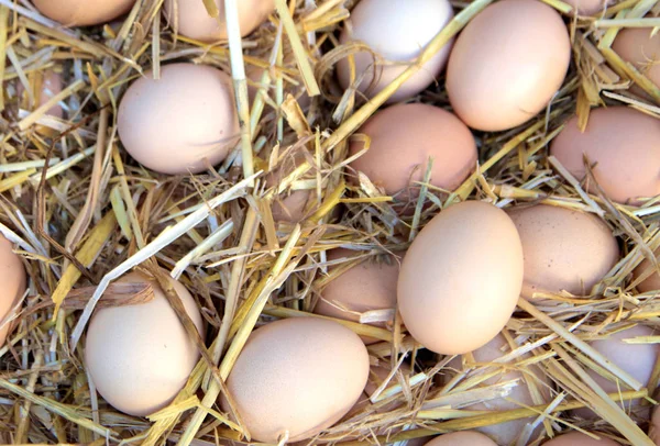 Organic farm eggs on straw — Stock Photo, Image